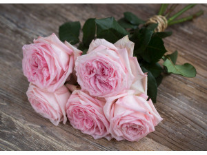 Premium Scented Garden Rose Pink O’Hara